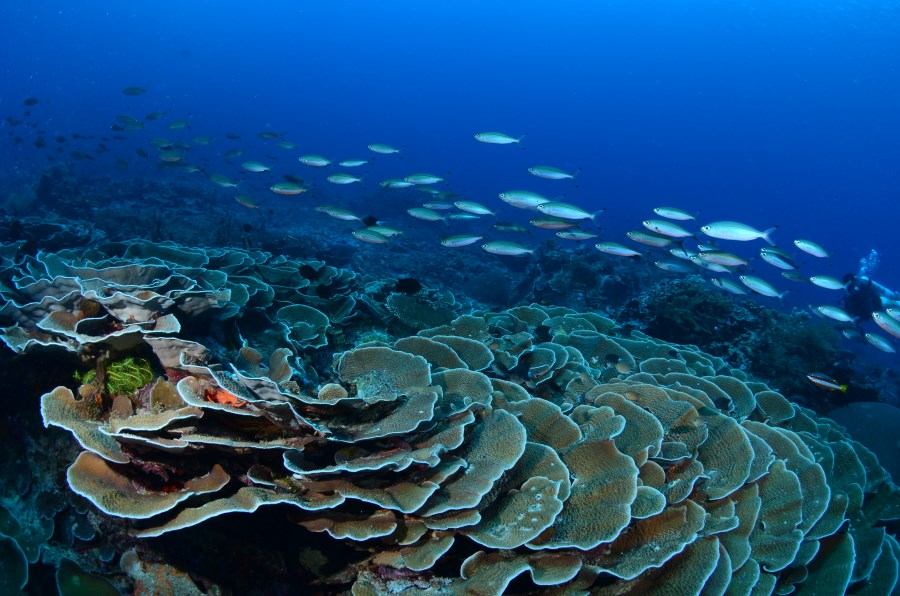 Ocean Biodiversity